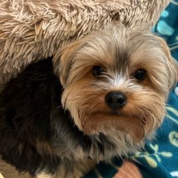 King - Yorkshire Terrier