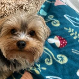 King - Yorkshire Terrier