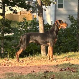 Scuttle - Catahoula Leopard Dog