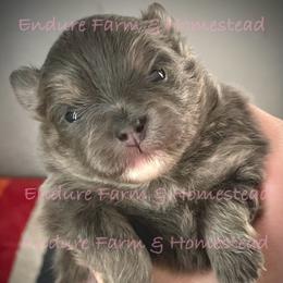 Sherbet - Tri-colored female Pomeranian puppy in Plantersville, Texas from Endure Farm Inc