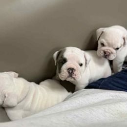 Bulldog puppies from Barden Family Bulldogs