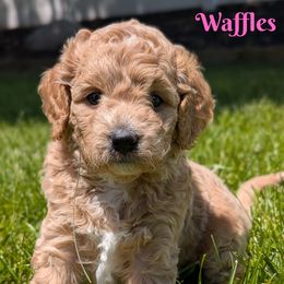 Waffles - Apricot female Goldendoodle puppy in Alta, Utah from BestieDoodles