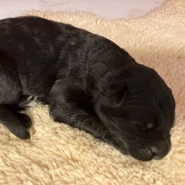 Aries - Black male German Shepherd puppy in Walla Walla, Washington from Silver Knight Shepherds
