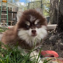 Kash - Chocolate male Pomsky puppy in Spring Hill, Florida from PDQ Pomskies