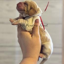 Red boy - Red and white male Basset Hound puppy in Conway, Missouri from Ozark Mountain Kennel