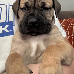 Boerboel Puppies from BoHo Boerboels
