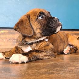 Boxer puppies from Aaron's Boxers