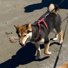 DAISY - Shiba Inu