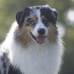 Australian Shepherds and Lakeland Terriers from Susan Harris