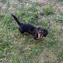 Journey - Dachshund