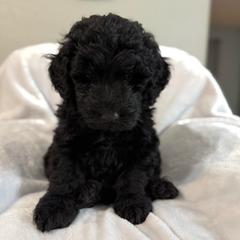 Whiskey - Black male Double Doodle puppy in Big Stone Gap, Virginia from Southern Sunshine Doodles