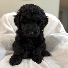 Whiskey - Black male Double Doodle puppy in Big Stone Gap, Virginia from Southern Sunshine Doodles