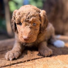 Monkey - Merle female Goldendoodle puppy in Pollock Pines, California from Penny Lane’s Doodles