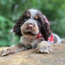 Molly - Tri-Roan female English Springer Spaniel puppy in Crawford, Tennessee from Lilly Lane Spaniels