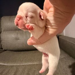 Boy 2 - Cream male French Bulldog puppy in Opelika, Alabama from Fancy Face Frenchies