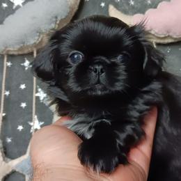 Black Baby Boy 2 - Black male Pekingese puppy in Batesburg Leesville, South Carolina from My Unique Peke