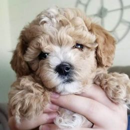 Cavalier King Charles Spaniels and Cavapoos from Snowy Peaks Cavaliers