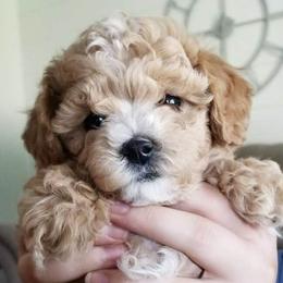 Cavalier King Charles Spaniels and Cavapoos from Snowy Peaks Cavaliers