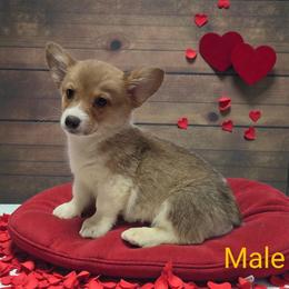 Male 2 - Red male Pembroke Welsh Corgi puppy in Unicoi, Tennessee from East Tennessee Clark Corgis