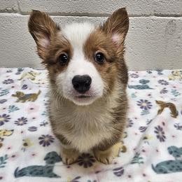 Donatello (George) - Red male Pembroke Welsh Corgi puppy in Castle Rock, Washington from Heckman Corgis