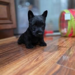 Boy 1 - Black male Scottish Terrier puppy in Seymour, Missouri from Fairview's Precious Pups