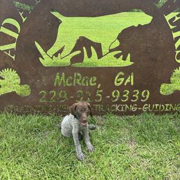 Boy 1 - Liver roan male German Shorthaired Pointer puppy in Mcrae, Georgia from Adams Pointers