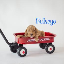 Bullseye - Red  male Poodle puppy in Williamsburg, Ohio from Iaroli’s  Small Standard Poodles