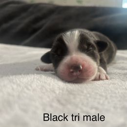 Boy 2 - Black tri-color Australian Shepherd puppy in Salem, Oregon from Cherry City Kennels