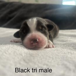 Boy 2 - Black tri-color Australian Shepherd puppy in Salem, Oregon from Cherry City Kennels