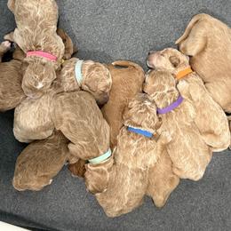 Goldendoodle Puppies from Bellegrove Goldendoodles