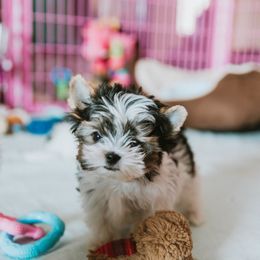 Biewer Terrier Puppies from Imperial BabyDoll Biewers