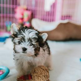 Biewer Terrier Puppies from Imperial BabyDoll Biewers