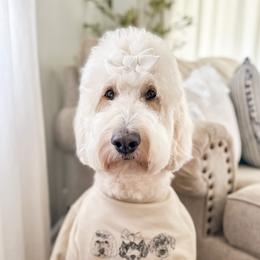 Rowe - Goldendoodle