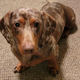 JJ - Dachshund