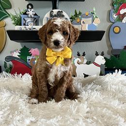 Yellow Collar Male - Red  male Goldendoodle puppy in Bradenton, Florida from Suncoast Goldendoodles