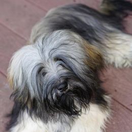 Noble - Havanese
