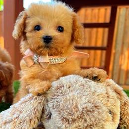 FRIDA - Apricot female Maltipoo puppy in Sugar Land, Texas from Celebrity Maltipoos