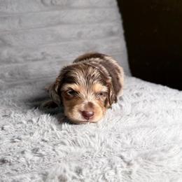 Zara - Dapple female Dachshund puppy in New Albany, Mississippi from Double A. Doxies