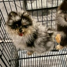 Skye - Merle - Blue merle female Pomeranian puppy in Minooka, Illinois from Sheree’s Pomeranians