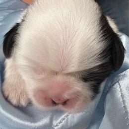 Girl 2 - Red and white female Shih Tzu puppy in Madras, Oregon from Maridee’s ShihTzu