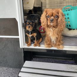 Cavalier King Charles Spaniel Puppies from Meant To Be Cavalier King Charles Spaniels