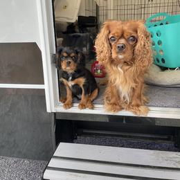Cavalier King Charles Spaniel Puppies from Meant To Be Cavalier King Charles Spaniels