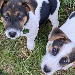 Russell Terriers from Greer's Rusell Terriers