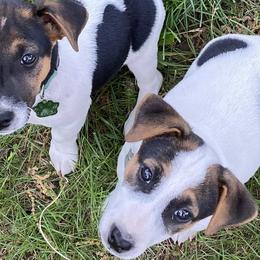 Russell Terriers from Greer's Rusell Terriers