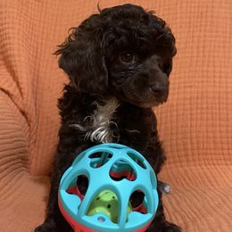 Purple collar girl - Brown Poodle puppy in Lufkin, Texas from Texas Kissed K9s