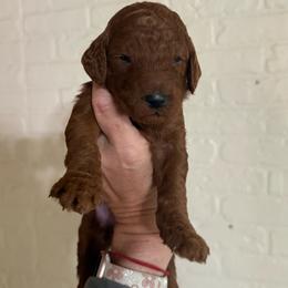 Daiquiri - Red  female Poodle puppy in Mount Vernon, Illinois from AMC Poodles