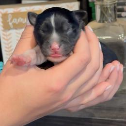 Natty - Black tri female Miniature Australian Shepherd puppy in North Lakeport, California from Wild Rose Ranch