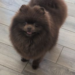 Electra - Pomeranian