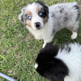 Australian Shepherd Puppies from Ace of Spades Australian Shepherds