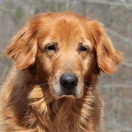 Bernese Mountain Dog and Golden Retriever All Grown Up from Langlois Goldens & Berners